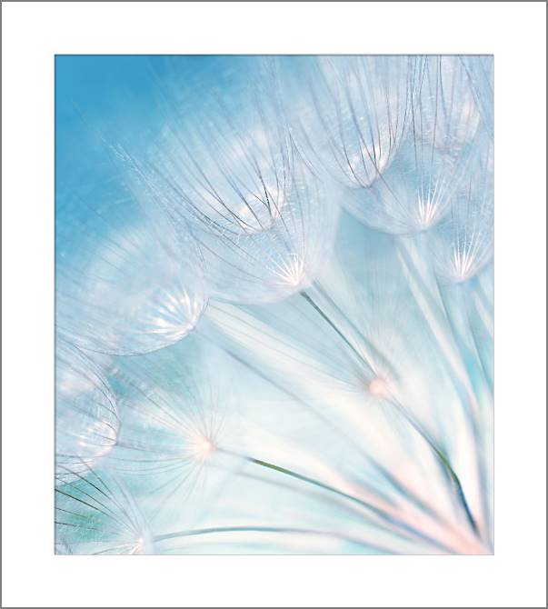 Купить и печать на заказ Картины, фото с паспарту Одуванчик на голубом фоне