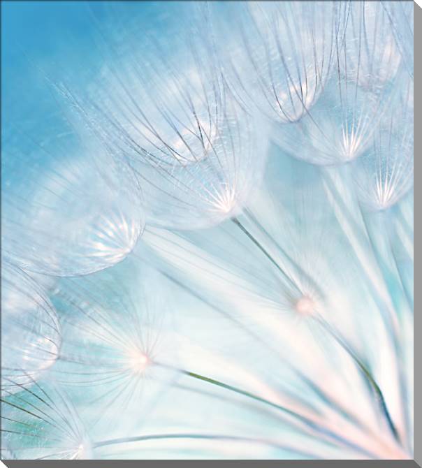 Купить и печать на заказ Картины на пластике, пеноркартоне Одуванчик на голубом фоне