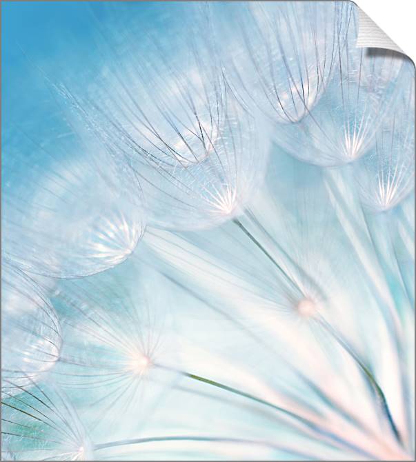 Купить и печать на заказ Картины на холсте Одуванчик на голубом фоне