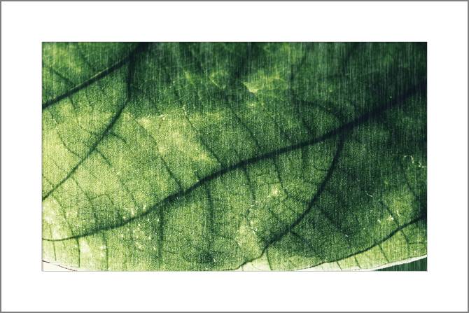 Paintings, photos from Passepartout Leaf retro style