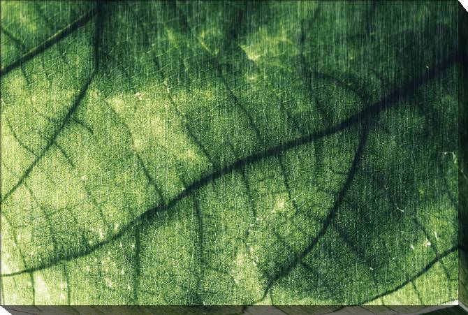 Paintings on canvas Leaf retro style