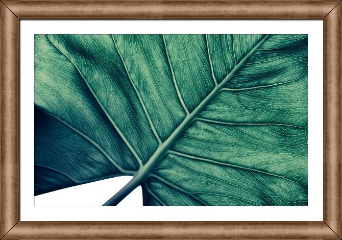 Купить и печать на заказ Картины в рамке, багете Текстура пальмового листа
