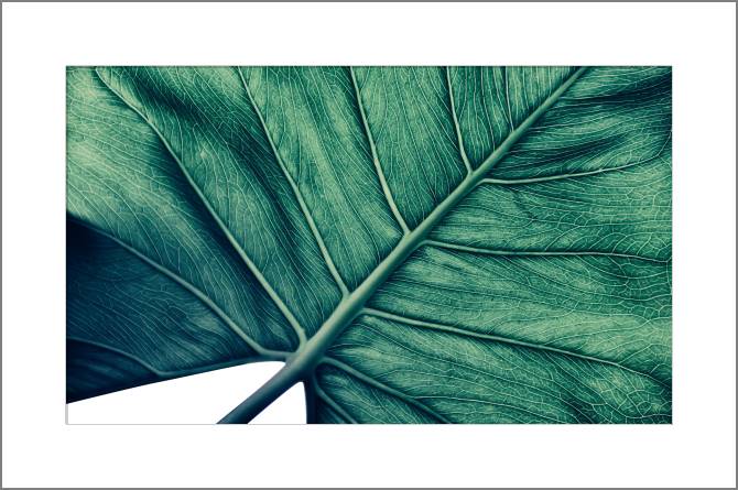 Paintings, photos from Passepartout Texture of palm leaf