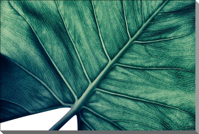 Купить и печать на заказ Картины на пластике, пеноркартоне Текстура пальмового листа