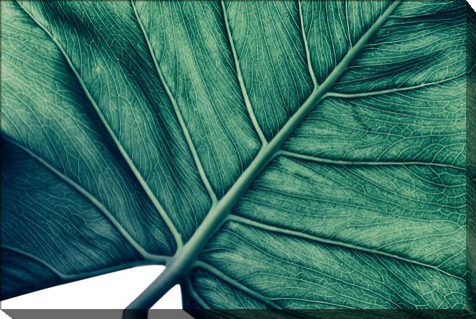 Картины на холсте Texture of palm leaf