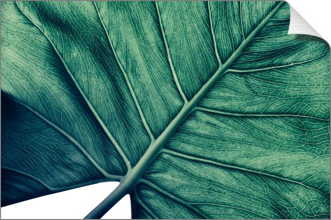 Купить и печать на заказ Картины на холсте Текстура пальмового листа