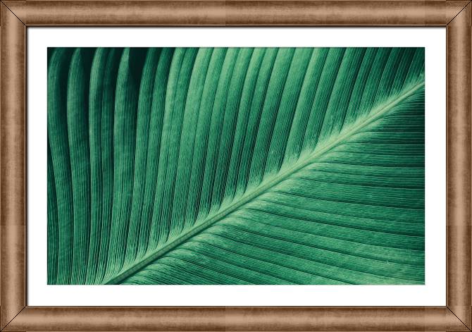 Купить и печать на заказ Картины в рамке, багете Текстура листа тропического растения