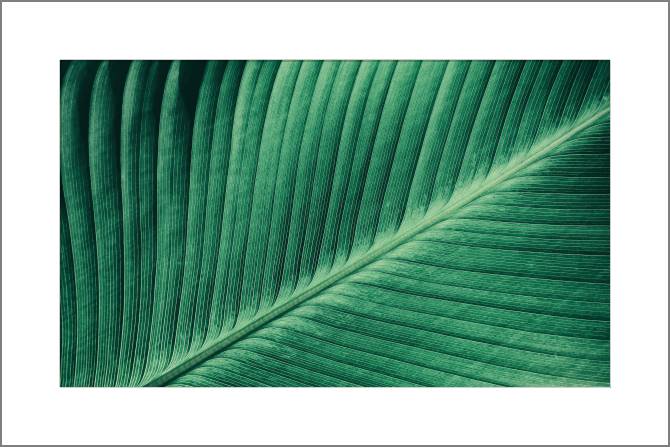 Paintings, photos from Passepartout The texture of the leaf of a tropical plant