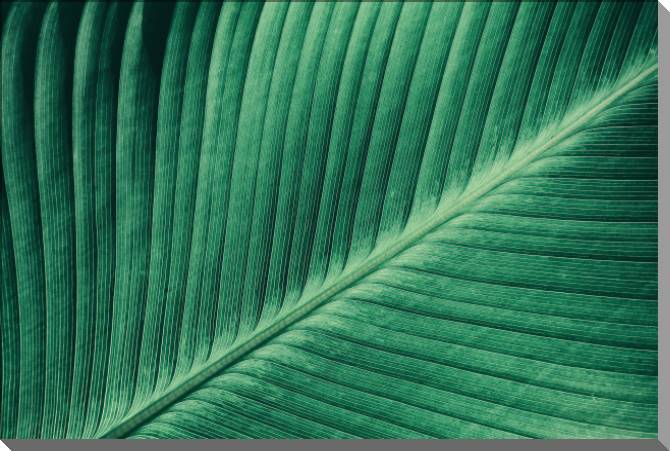 Купить и печать на заказ Картины на пластике, пеноркартоне Текстура листа тропического растения