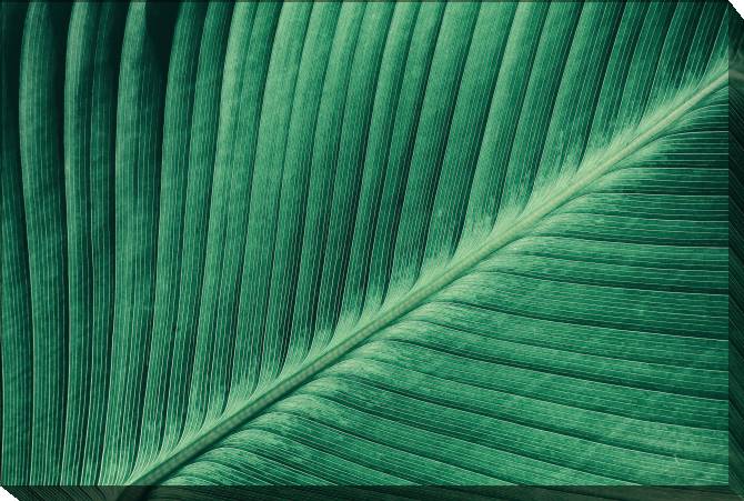 Картины на холсте The texture of the leaf of a tropical plant