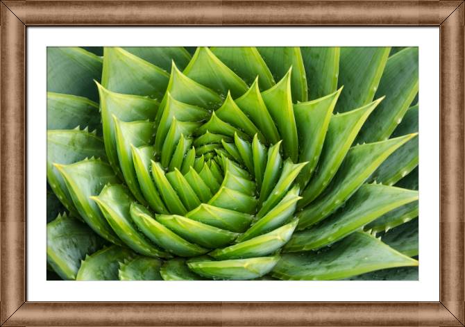 Купить и печать на заказ Картины в рамке, багете Алоэ вера с каплями воды