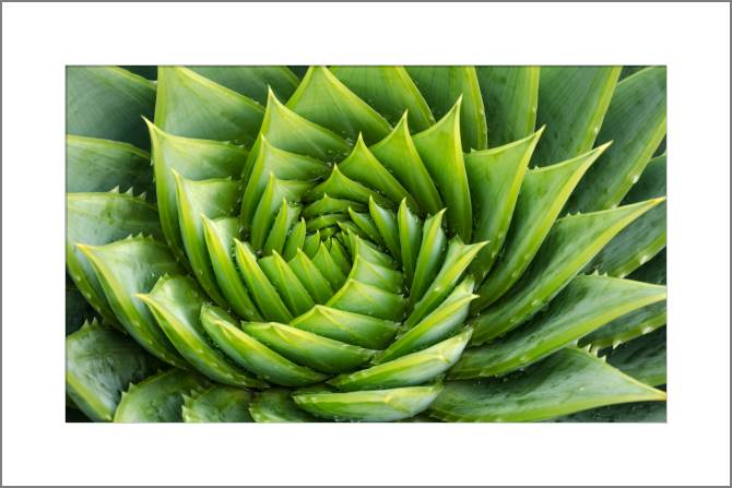 Paintings, photos from Passepartout Aloe Vera with water drops