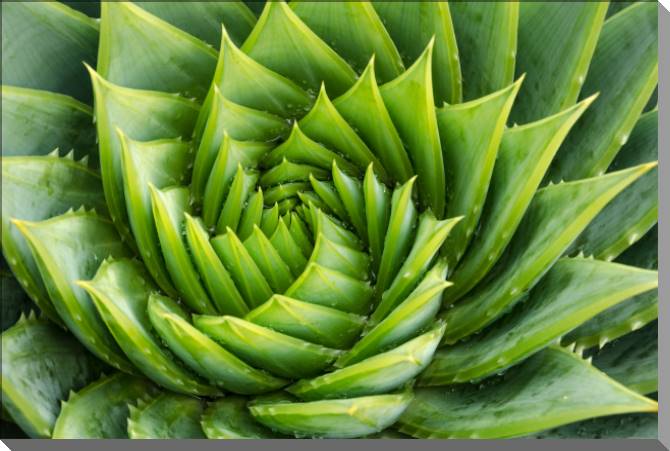 Купить и печать на заказ Картины на пластике, пеноркартоне Алоэ вера с каплями воды