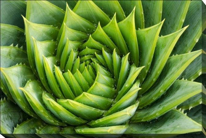 Картины на холсте Aloe Vera with water drops