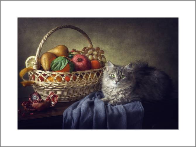 Картины, фото с паспарту Still life with cat