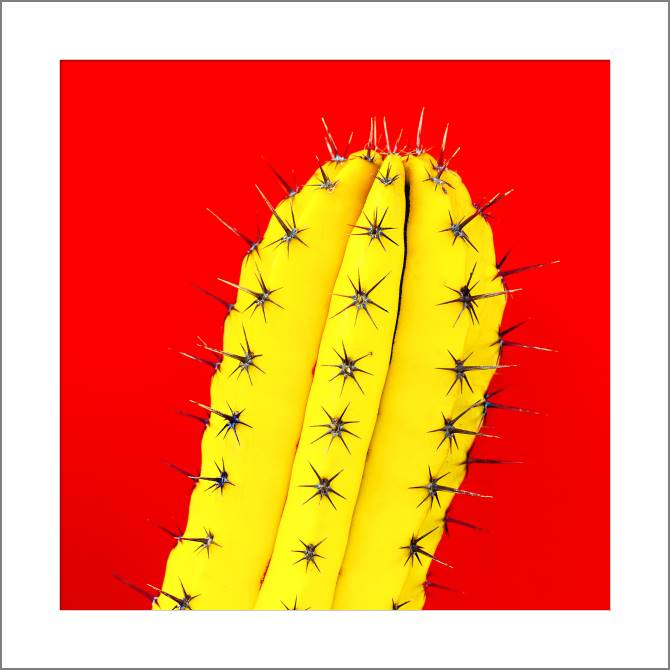 Купить и печать на заказ Картины, фото с паспарту Кактус на красном фоне