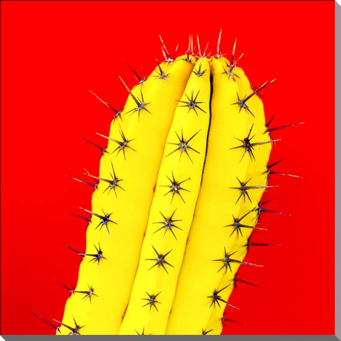 Купить и печать на заказ Картины на пластике, пеноркартоне Кактус на красном фоне