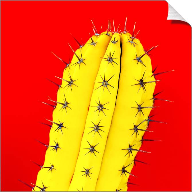 Купить и печать на заказ Картины на холсте Кактус на красном фоне