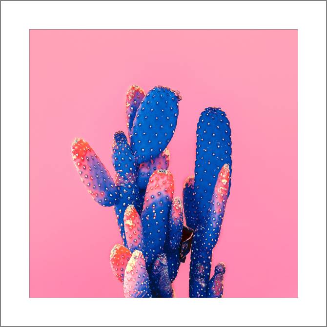 Купить и печать на заказ Картины, фото с паспарту Кактус на розовом фоне