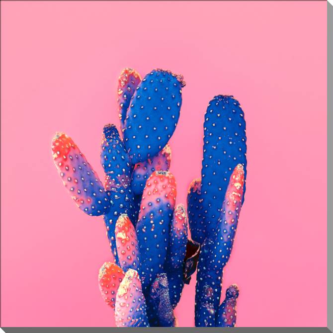 Купить и печать на заказ Картины на пластике, пеноркартоне Кактус на розовом фоне