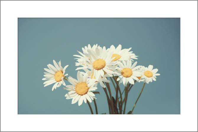 Купить и печать на заказ Картины, фото с паспарту Маргаритки на фоне голубого неба