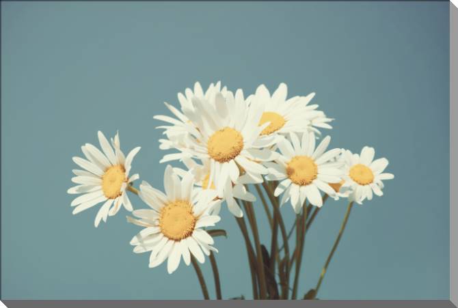 Купить и печать на заказ Картины на пластике, пеноркартоне Маргаритки на фоне голубого неба