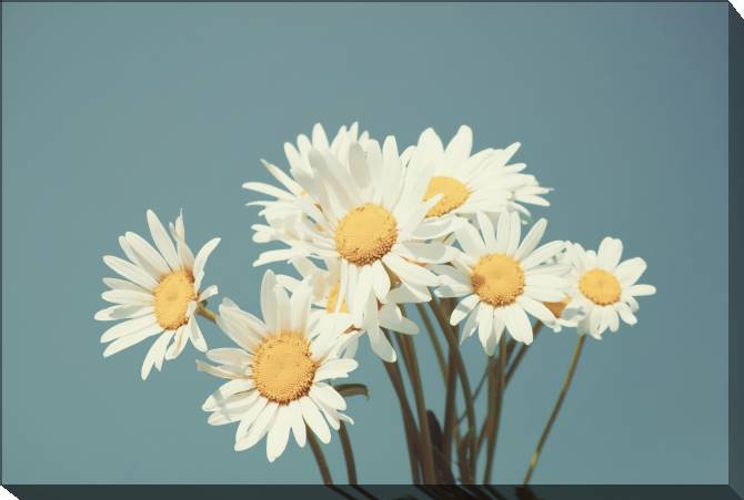 Paintings on canvas Daisies on blue sky background