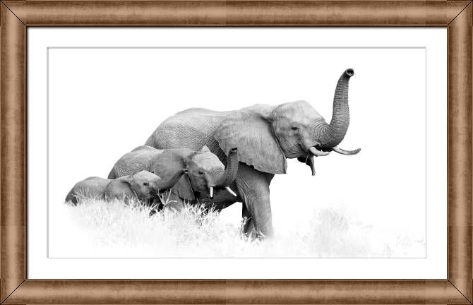 Купить и печать на заказ Картины в рамке, багете Фото африканских слонов