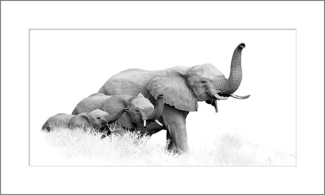 Картины, фото с паспарту Photo of African elephants