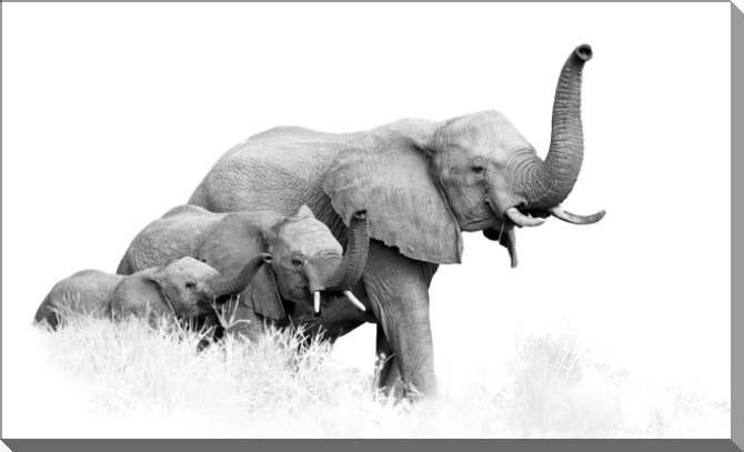 Купить и печать на заказ Картины на пластике, пеноркартоне Фото африканских слонов