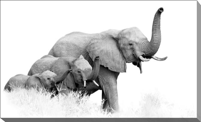 Paintings on canvas Photo of African elephants