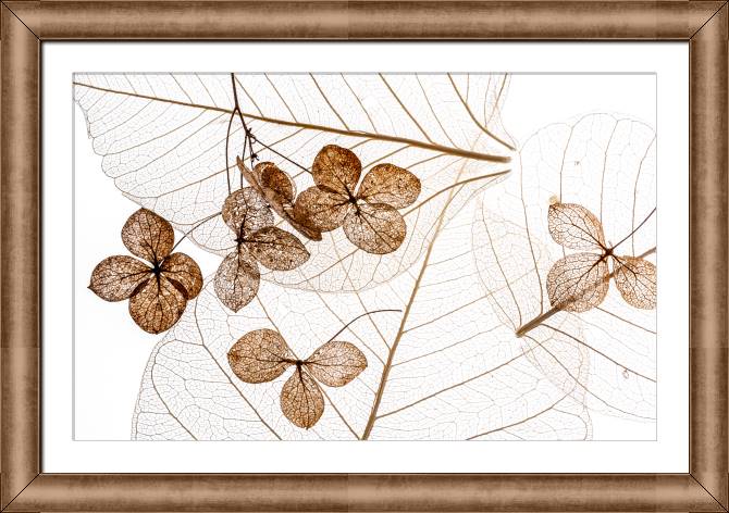 Купить и печать на заказ Картины в рамке, багете Сухие цветы крупным планом