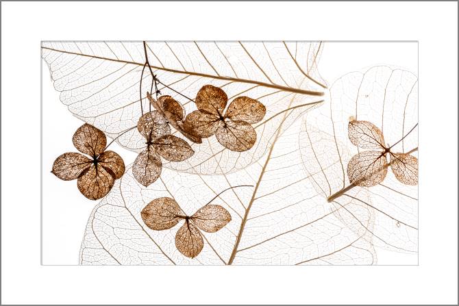 Купить и печать на заказ Картины, фото с паспарту Сухие цветы крупным планом