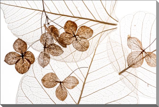 Купить и печать на заказ Картины на пластике, пеноркартоне Сухие цветы крупным планом