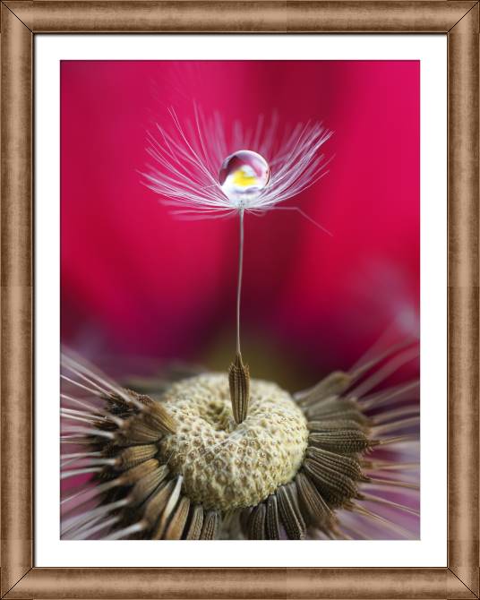 Купить и печать на заказ Картины в рамке, багете Семя одуванчика в макросъемке