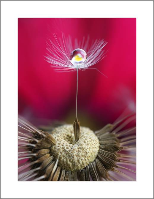 Картины, фото с паспарту The seed of a dandelion in macro photography