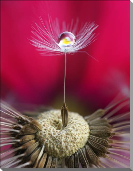 Купить и печать на заказ Картины на пластике, пеноркартоне Семя одуванчика в макросъемке