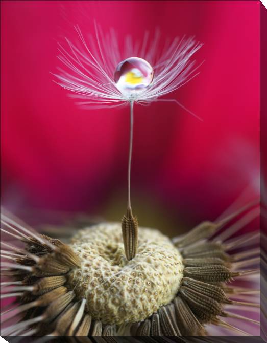Paintings on canvas The seed of a dandelion in macro photography