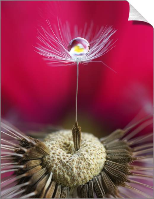 Купить и печать на заказ Картины на холсте Семя одуванчика в макросъемке