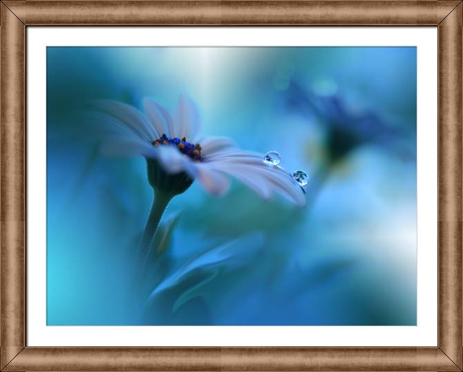 Купить и печать на заказ Картины в рамке, багете Цветок и капля росы