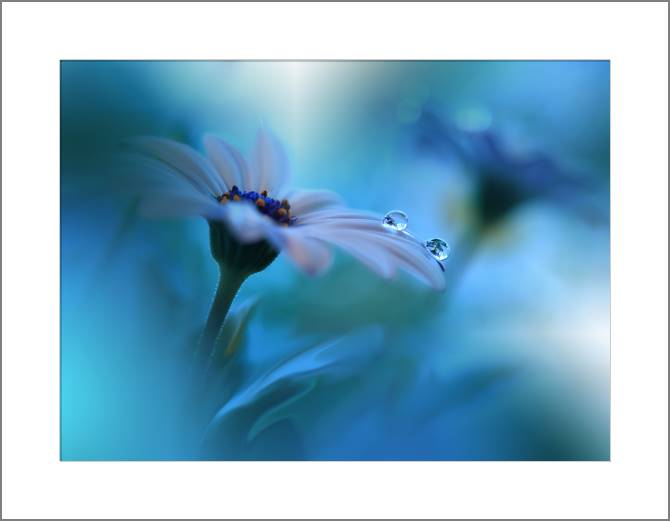 Купить и печать на заказ Картины, фото с паспарту Цветок и капля росы