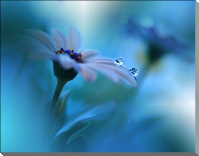 Купить и печать на заказ Картины на пластике, пеноркартоне Цветок и капля росы