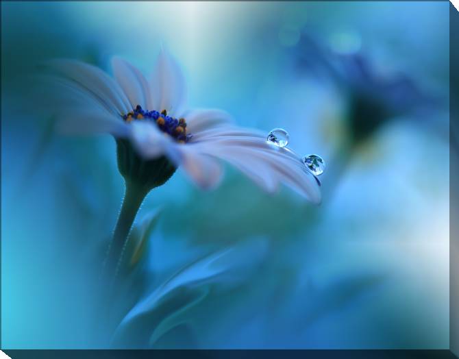 Paintings on canvas Flower and dew drop
