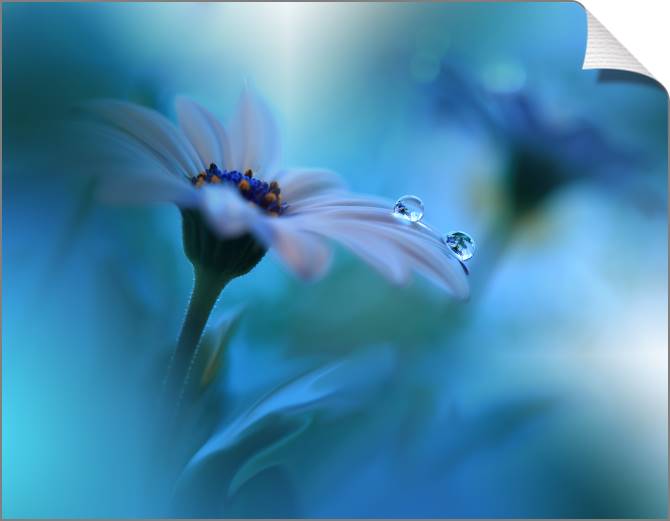 Купить и печать на заказ Картины на холсте Цветок и капля росы