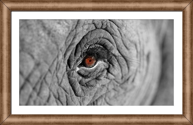 Купить и печать на заказ Картины в рамке, багете Взгляд африканского слона