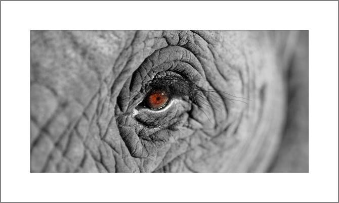 Картины, фото с паспарту The African elephant