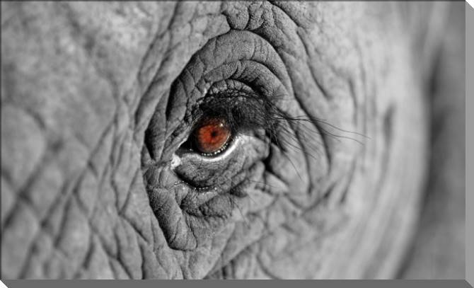 Купить и печать на заказ Картины на пластике, пеноркартоне Взгляд африканского слона