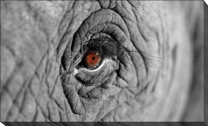 Paintings on canvas The African elephant