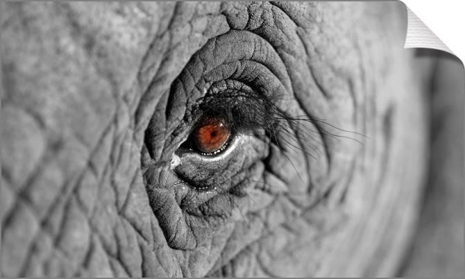 Купить и печать на заказ Картины на холсте Взгляд африканского слона