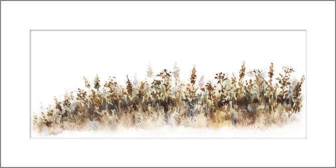 Купить и печать на заказ Картины, фото с паспарту Полевые растения акварель